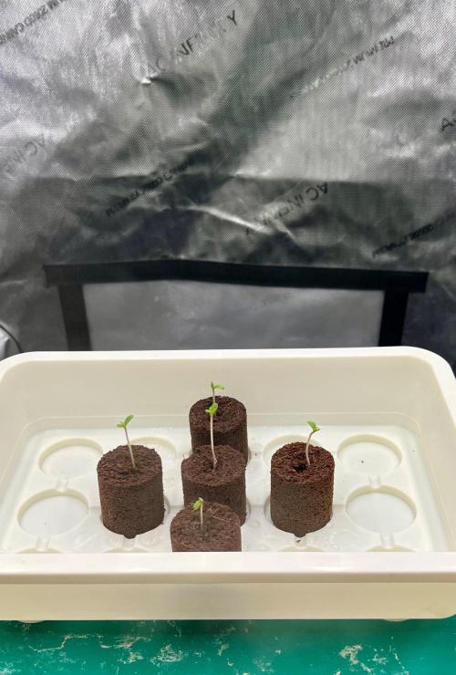 Orbital Banana F1 - RQS - 2nd Grow. Week 0 - 5/5, 100% gemination rate