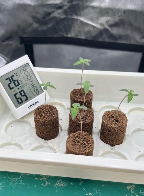 Orbital Banana F1 - RQS - 2nd Grow. Week 1 - 26-8-2026 - 4 days old