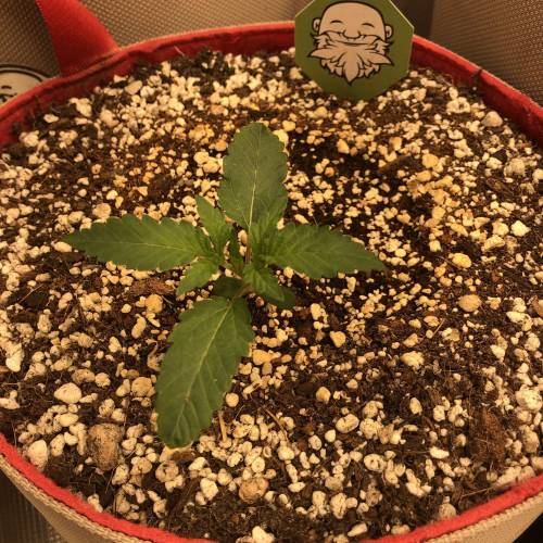 Custom Breeder & Strain Morning Star Seed Company - Purple Microdot ...