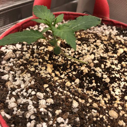 Custom Breeder & Strain Morning Star Seed Company - Purple Microdot ...