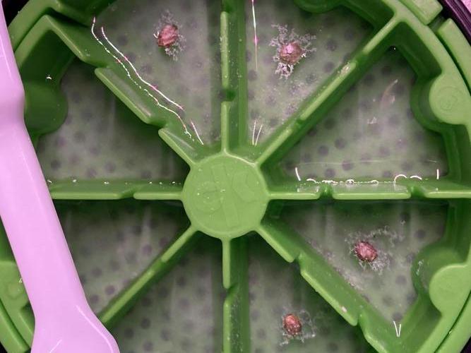 Montel tragic rise fall of Jar Jar Binks. Week 1