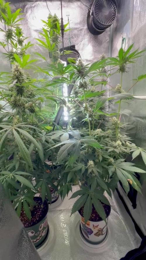 🌺🏖️ FAST Flower