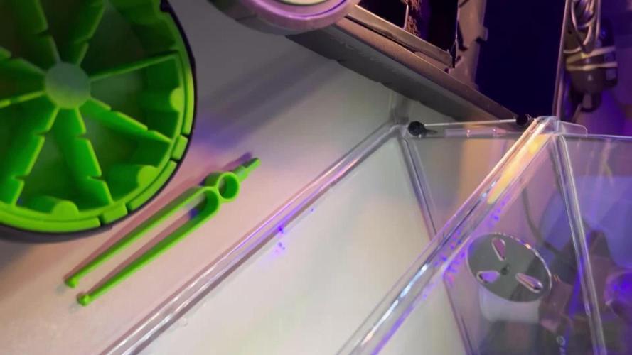 🌿🔱 OG Triploid Auto: Humboldt Seed