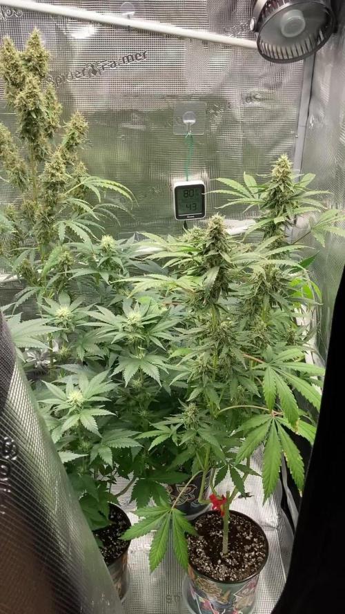 🥊🐐☕️🦍🍪🦍💨