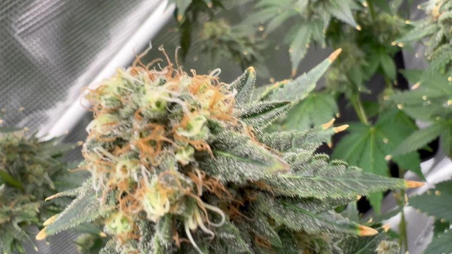 🥊🐐☕️🦍🍪🦍⛽️