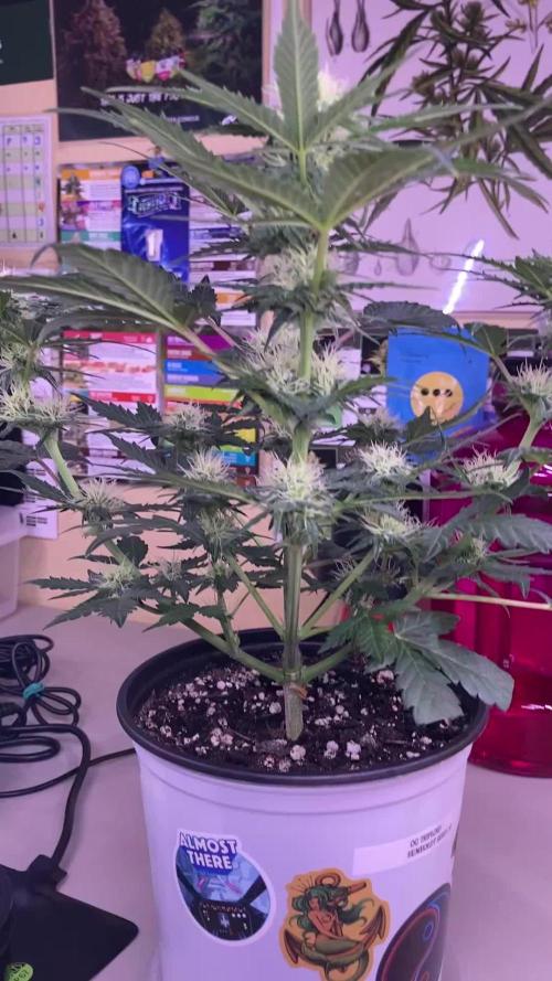 🌿🔱 OG Triploid Auto: Humboldt Seed