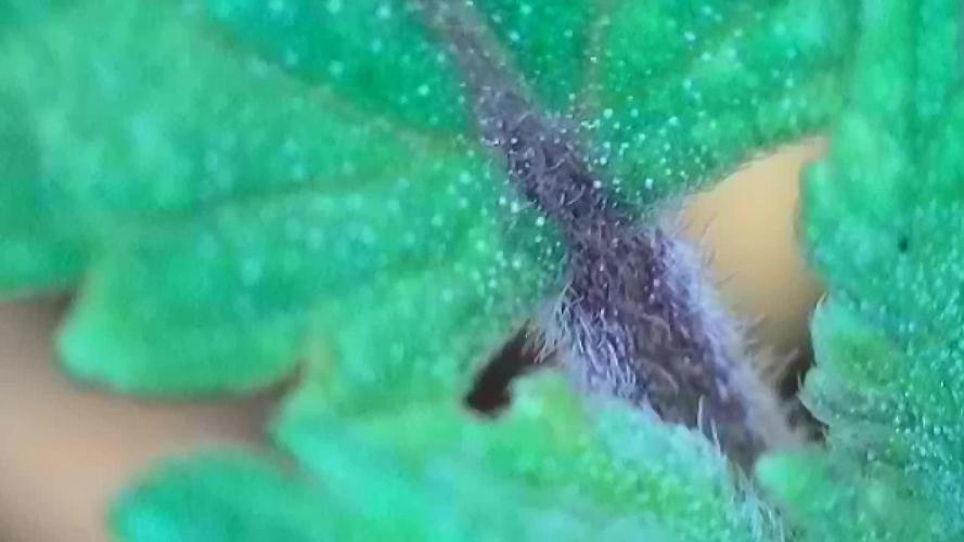 🎃🧛‍♂️😈💀🎃