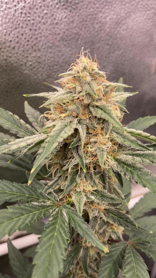 🍓🍰🤨🌿🍑🍪🍎