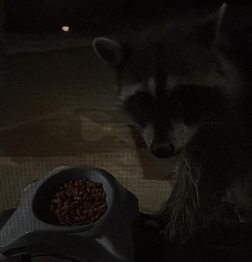 🥊🥧🍧🐐☕️🐓🔩🍌. Week 0 - 10/28 435AM RACCOON BLESSING!!!! BRIAN FELLOWS SAFARI PLANET!! HAHAHA