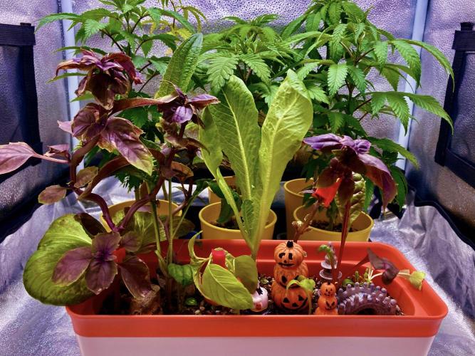 🥊🥧🍧🐐☕️🐓🔩🍌. Week 0 - 10/30 2pm