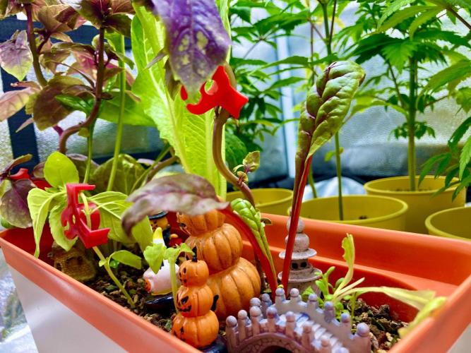 🥊🥧🍧🐐☕️🐓🔩🍌. Week 0