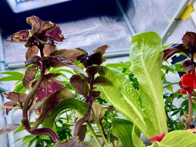 🥊🥧🍧🐐☕️🐓🔩🍌. Week 0