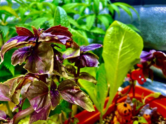 🥊🥧🍧🐐☕️🐓🔩🍌. Week 0 - 10/30 2pm