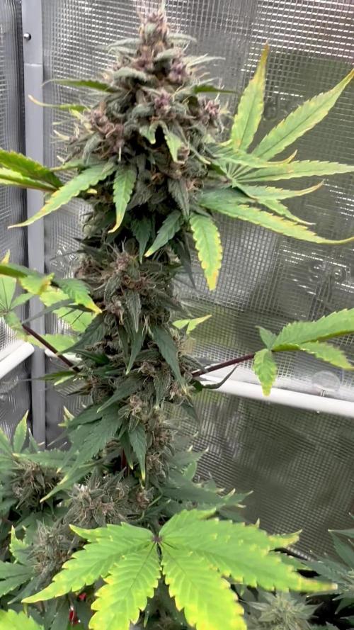 🎃🧛♂️😈💀🎃