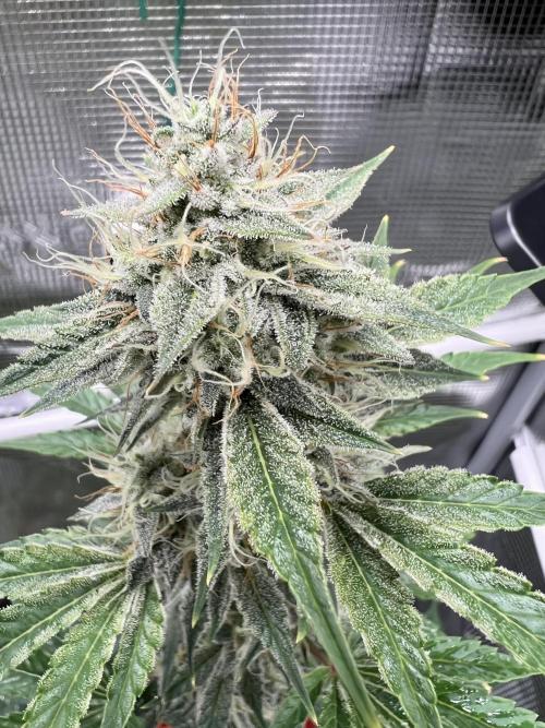 🎃🧛‍♂️😈💀🎃. Week 8 - ca