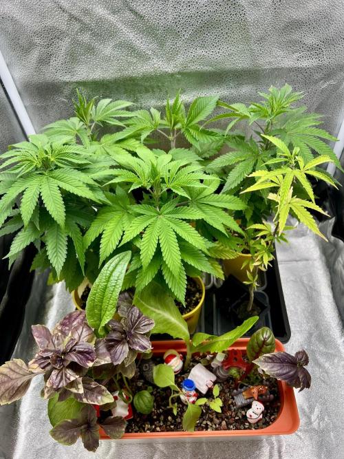 🎃🧛‍♂️😈💀🎃. Week 8 - Ricky, Bubbles BKO in veg still