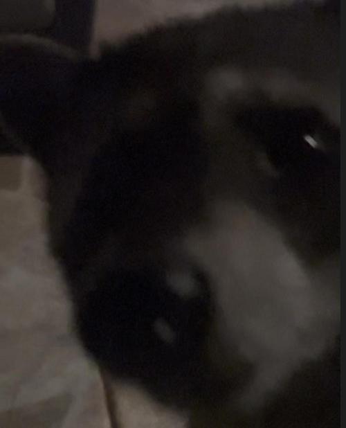 🎃🧛‍♂️😈💀🎃. Week 8 - 11/2 4AM...NOISE OUTSIDE A BABY RACCOON