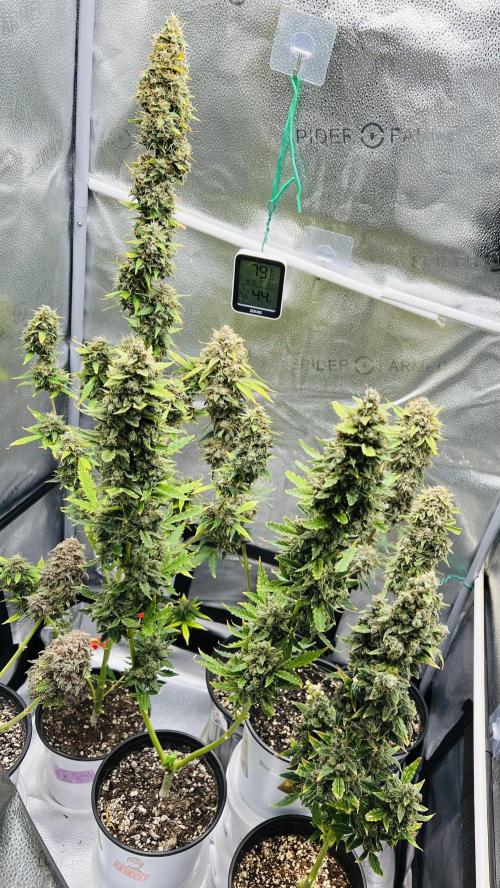 🍓🍰🤨🌿🍑🍪🍎. Week 22