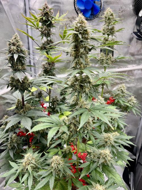 🎃🧛‍♂️😈💀🎃. Week 9