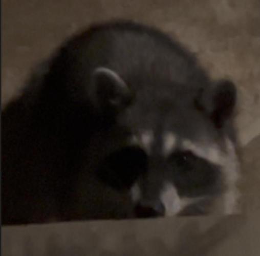 🎃🧛‍♂️😈💀🎃. Week 9 - 11/3 438am  