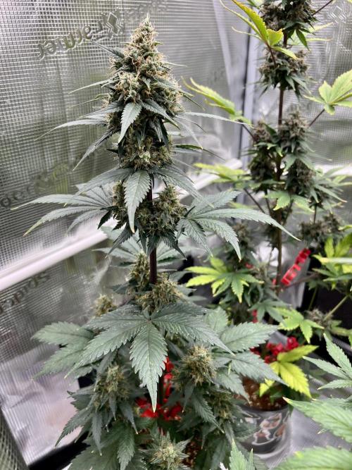 🎃🧛‍♂️😈💀🎃. Week 9 - 11/3 730am BPP