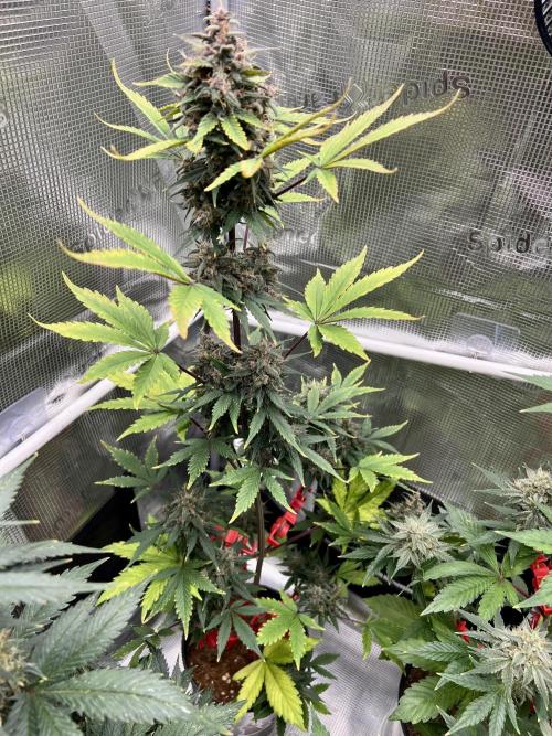 🎃🧛‍♂️😈💀🎃. Week 9 - DDA