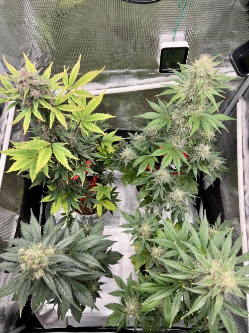 🎃🧛‍♂️😈💀🎃. Week 9 - 11/3 730am Best day of my life 