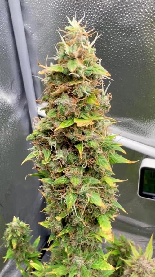 🍓🍰🤨🌿🍑🍪🍎