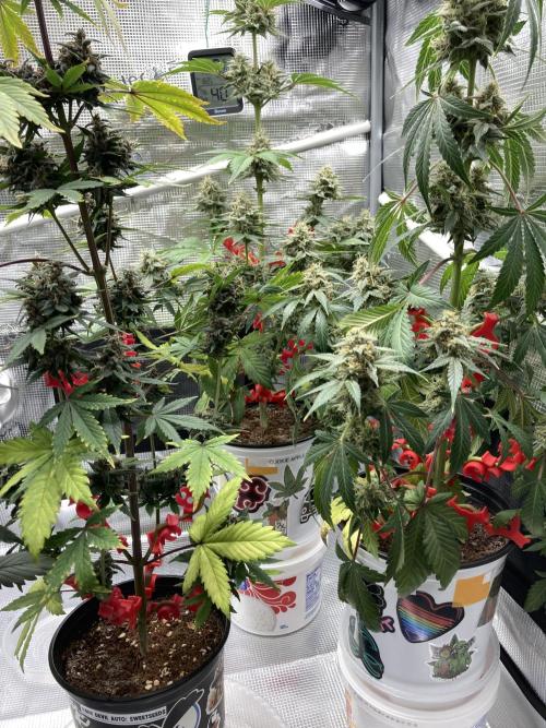 🎃🧛‍♂️😈💀🎃. Week 9 - TAKING A BEATING TODAY