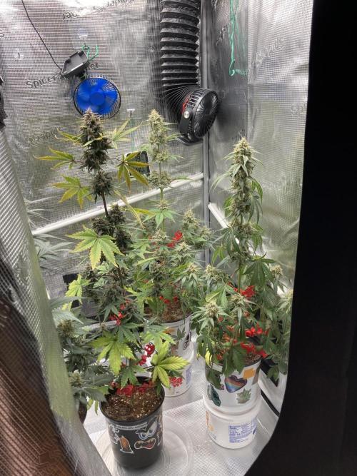 🎃🧛‍♂️😈💀🎃. Week 9