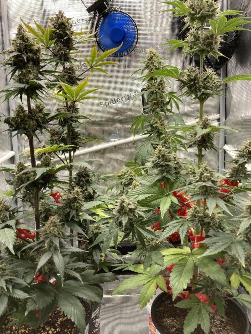 🎃🧛‍♂️😈💀🎃. Week 9 - 11/4 2HOURS LATER LOOKS GOOD