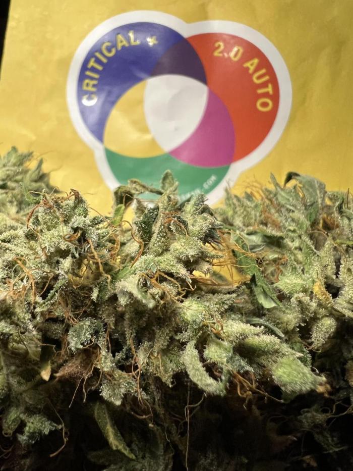 🍓🍰🤨🌿🍑🍪🍎. Week 24 - 11/6 1123PM