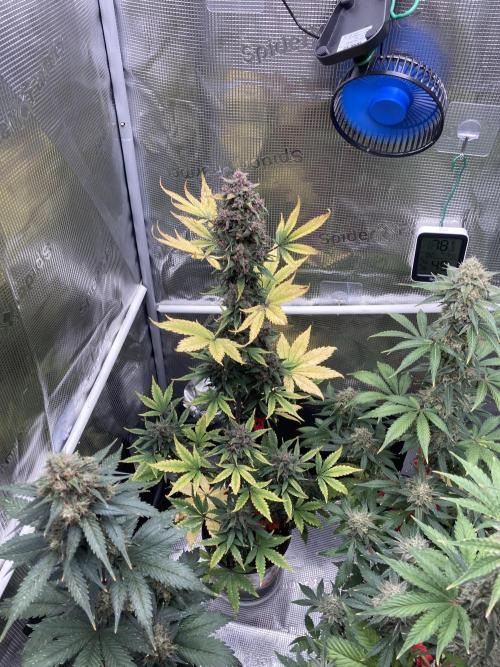 🎃🧛‍♂️😈💀🎃. Week 9 - 11//7 11AM