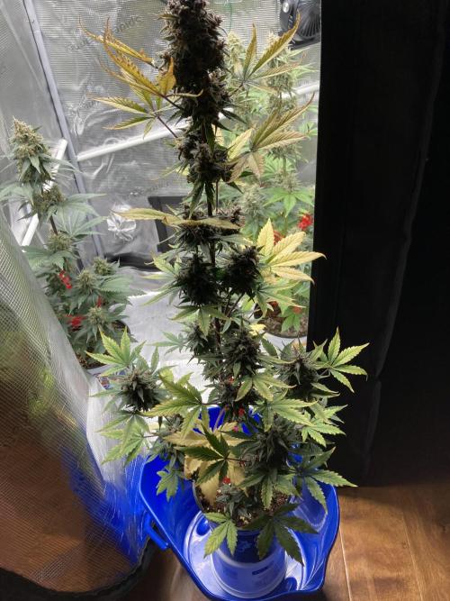 🎃🧛‍♂️😈💀🎃. Week 9 - 11/7 11AM