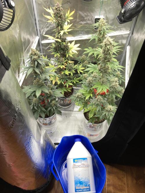 🍓🍰🤨🌿🍑🍪🍎. Week 23