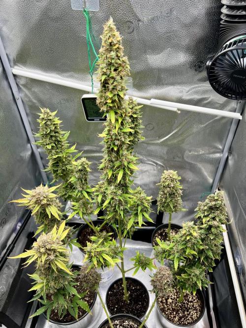 🍓🍰🤨🌿🍑🍪🍎. Week 23 - 11/7 11AM