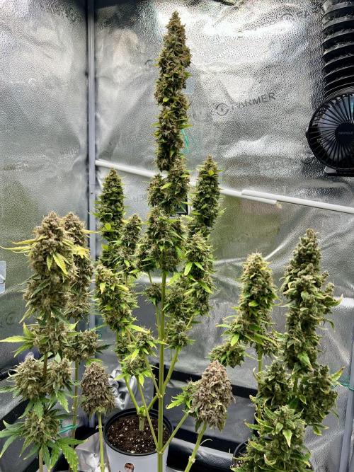 🍓🍰🤨🌿🍑🍪🍎. Week 23 - 11/7 11AM