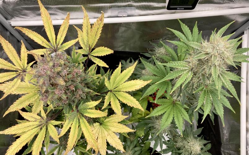 🎃🧛‍♂️😈💀🎃. Week 9 - 11/7 12pm after flush DDA left CA r