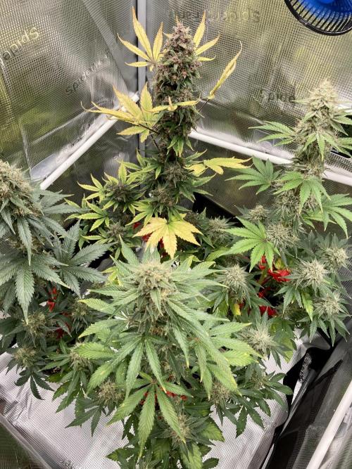 🎃🧛‍♂️😈💀🎃. Week 9