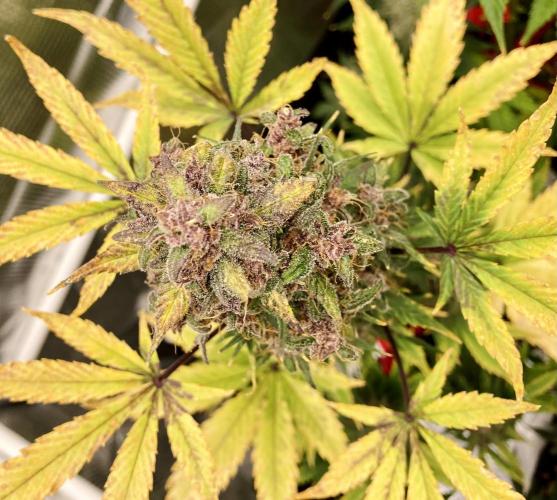 🎃🧛‍♂️😈💀🎃. Week 9 - 11/7 12pm DDA