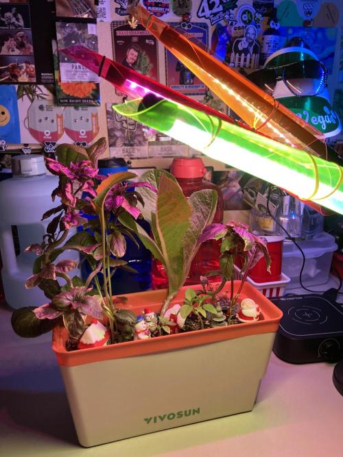 🍓🍰🤨🌿🍑🍪🍎. Week 23 - 11/7 1045PM