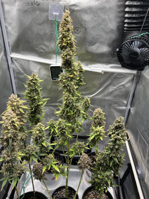 🍓🍰🤨🌿🍑🍪🍎. Week 23 - 11/9 750am water 