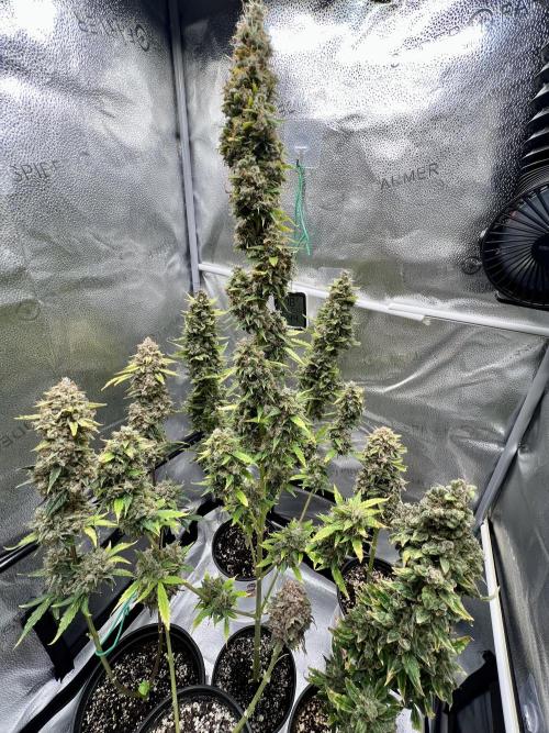 🍓🍰🤨🌿🍑🍪🍎. Week 24 - 11/10 12AM MONDAY