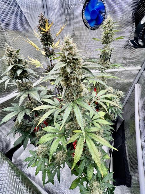 🎃🧛‍♂️😈💀🎃. Week 10 - 11/10 12AM MONDAY