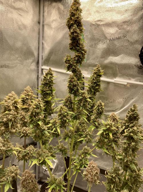 🍓🍰🤨🌿🍑🍪🍎. Week 24 - 11/10 2pm