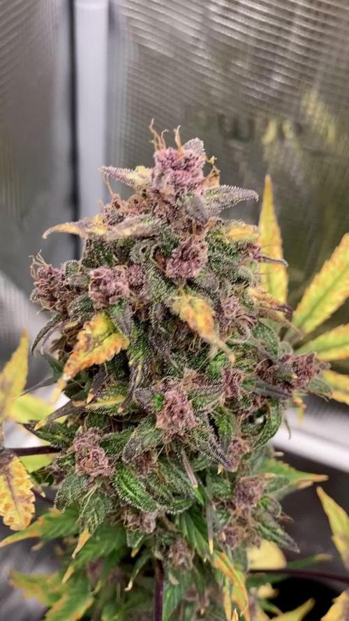 🎃🧛‍♂️😈💀🎃