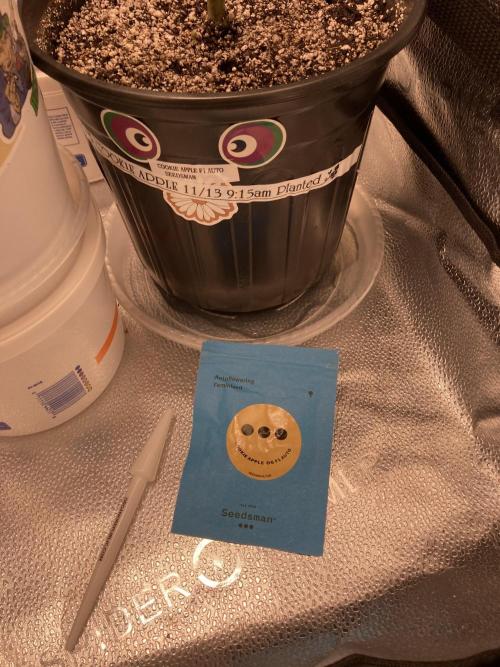 🍓🍰🤨🌿🍑🍪🍎. Week 24 - 11/14 915am