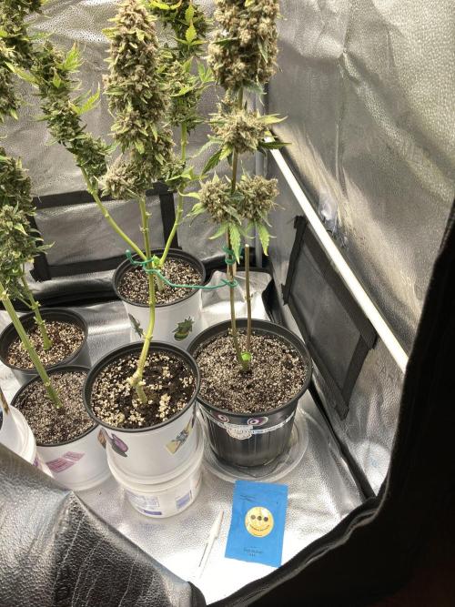 🍓🍰🤨🌿🍑🍪🍎. Week 24 - 11/14 915am 