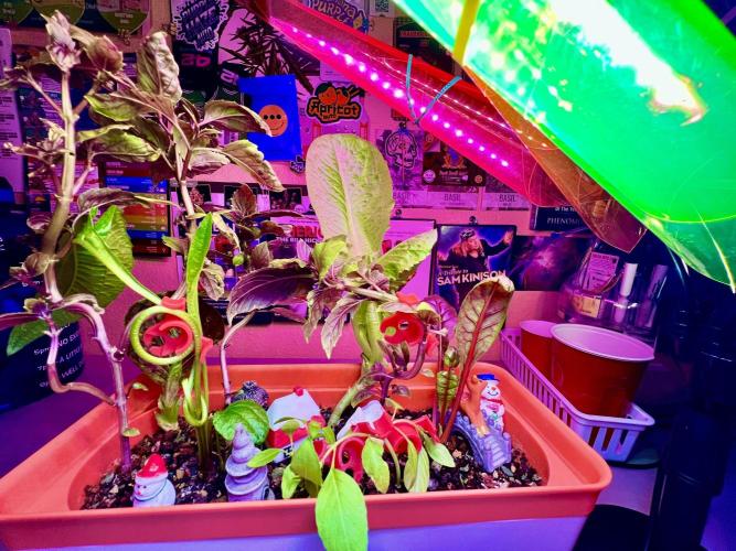 🍓🍰🤨🌿🍑🍪🍎. Week 24 - 11/13