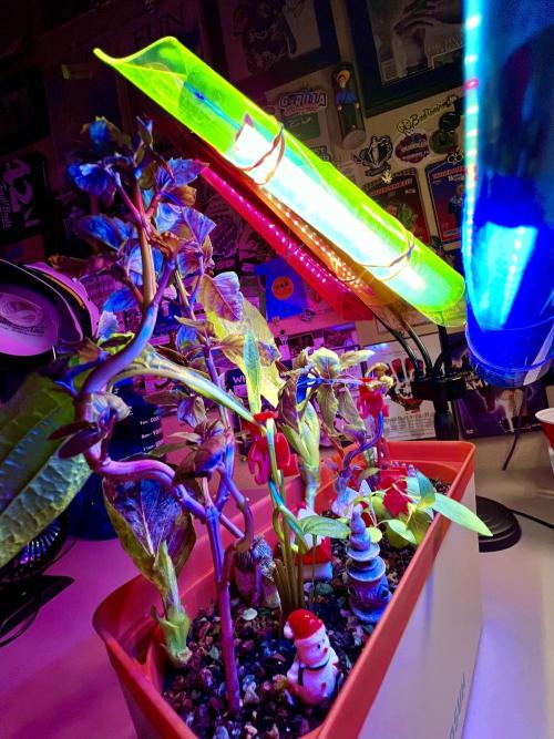 🍓🍰🤨🌿🍑🍪🍎. Week 24 - 11/13 1230pm